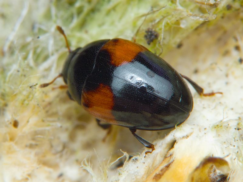 Tritoma bipustulata Fabricius, 1775